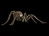 Illustration of a spider