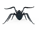 Illustration of a spider