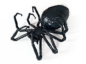 Illustration of a spider