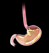 Illustration of a stomach