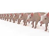 Illustration of a line of pigs