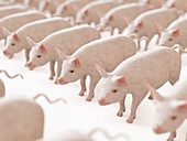 Illustration of lines of pigs