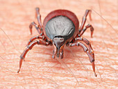 Illustration of a tick crawling on human skin