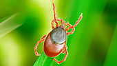 Illustration of a tick on a blade of grass