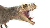Illustration of a T-rex