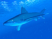 Illustration of a white tip shark