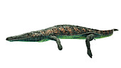 Illustration of an archegosaurus