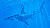 Illustration of a hammerhead shark