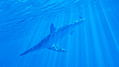 Illustration of a blue shark
