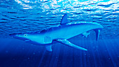 Illustration of a blue shark