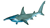 Illustration of a hammerhead shark
