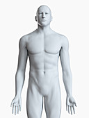 Illustration of a male body
