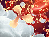 Immune system, illustration