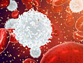 Human blood cells, illustration