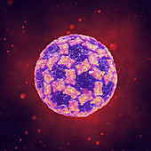 Norovirus infection, illustration