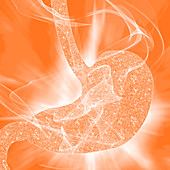 Human stomach biomes, illustration