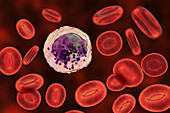 Basophil white and red blood cell, illustration