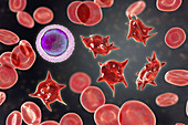 Acanthocyte abnormal red blood cells, illustration