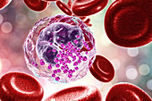 Basophil white and red blood cell, illustration