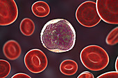 Lymphocyte white blood cell, illustration