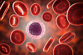 Lymphocyte white blood cell, illustration