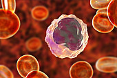 Monocyte white blood cell in a blood smear, illustration