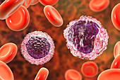 Monocyte and lymphocyte white blood cells, illustration