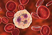 Neutrophil white blood cell, illustration