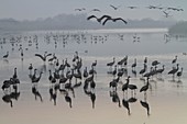 Common crane in flight