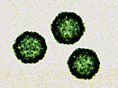 Coxsackievirus virus particles, illustration
