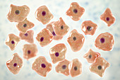 Squamous epithelium cells, illustration