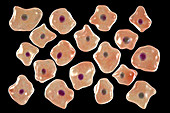 Squamous epithelium cells, illustration