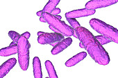 Bacteria of donovanosis infection, illustration