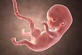 Human embryo, 8 weeks, illustration