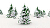 Winter landscape and fir trees, illustration