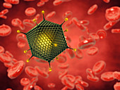 Adenovirus and red blood cells, illustration