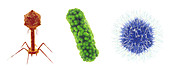 Viral and bacterial microbes, illustration