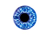 Human eye showing close-up of blue iris and pupil