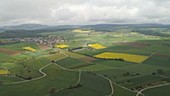 Fields of rape, Switzerland