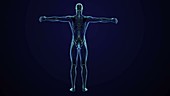 Human body, animation