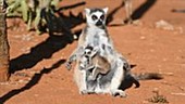 Ring-tailed lemur sunbathing
