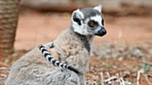 Ring-tailed lemur adult with pup