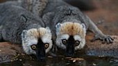 Brown lemur drinking