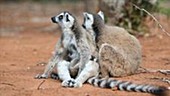 Ring-tailed lemur adult playing with pup