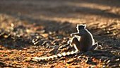 Ring-tailed lemur sunbathing