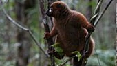 Red-bellied lemur