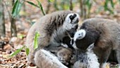 Ring-tailed lemur vocalisation