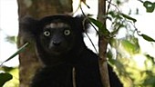 Indri