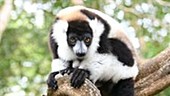 Black-and-white ruffed lemur