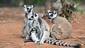 Ring-tailed lemur adult playing with pup